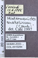 Etikette zu Idiotarmonides anatolicus (NHMW-ZOO-COL-0010284)